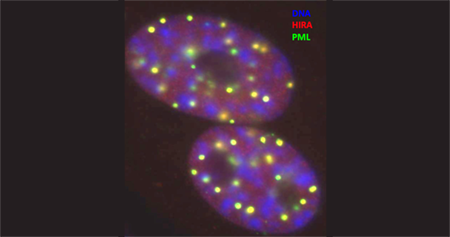 Aging Biology - Intro image 4